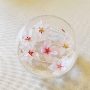 お家で楽しむ桜 (2).png