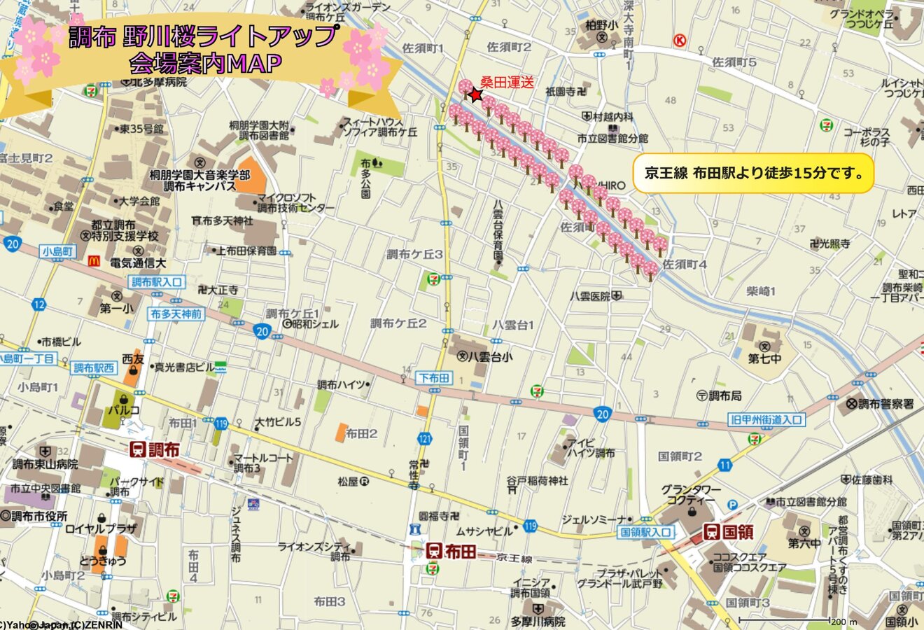 一生に一度見るべき夜桜🌸 〜調布・野川桜ライトアップ完全ガイド