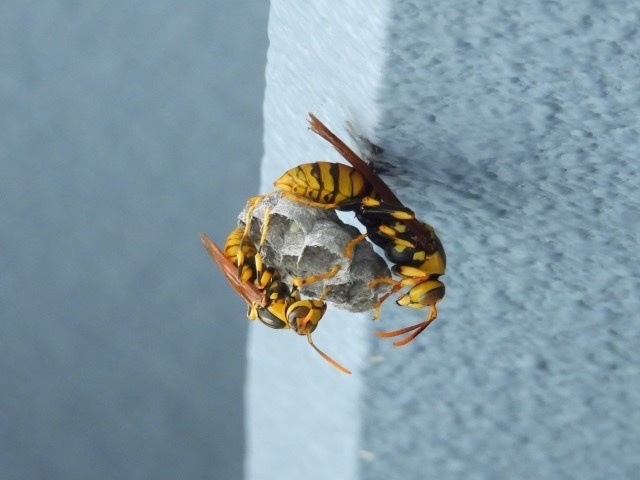 IMG_1332.jpeg