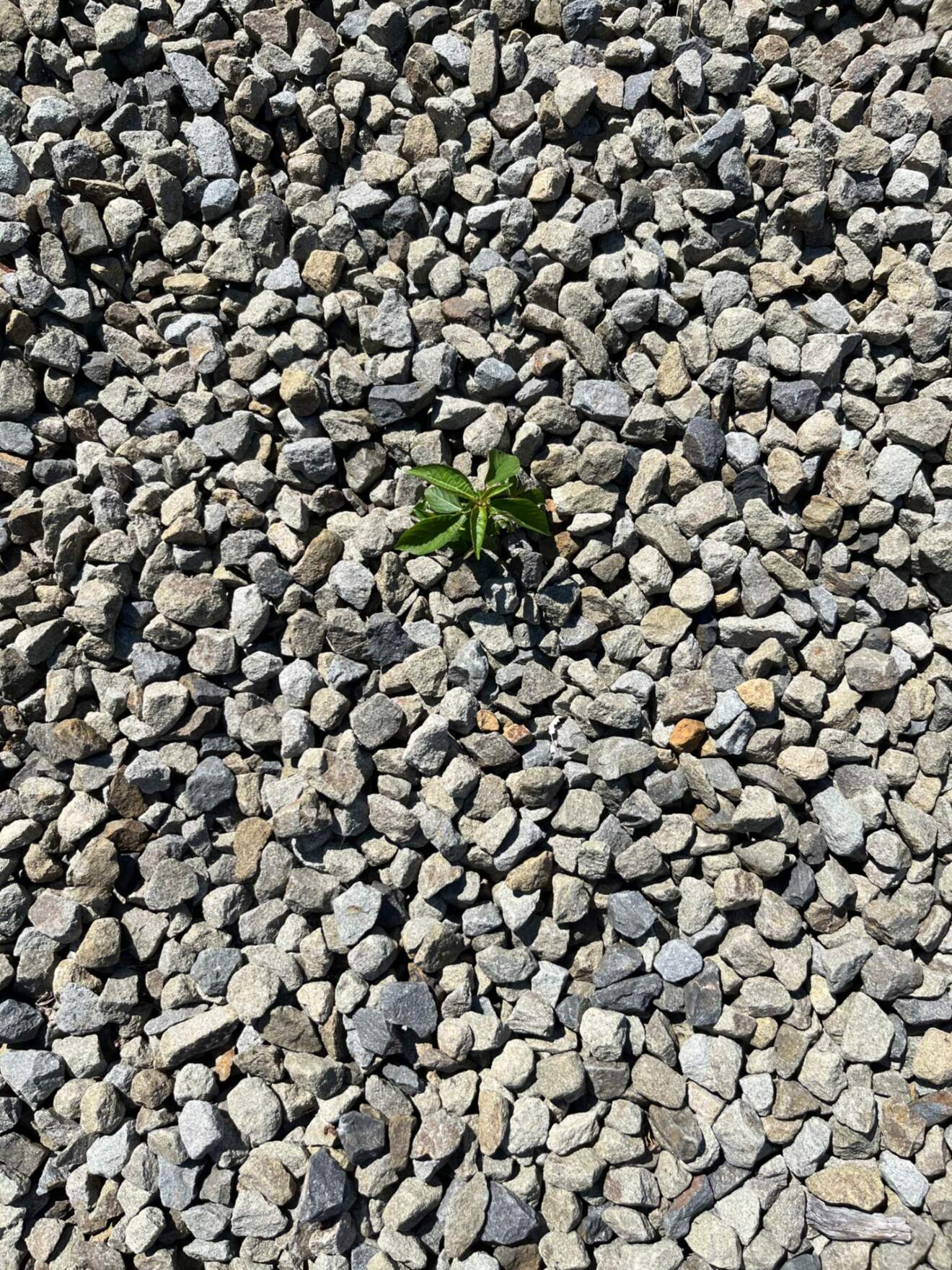IMG_8817.jpeg