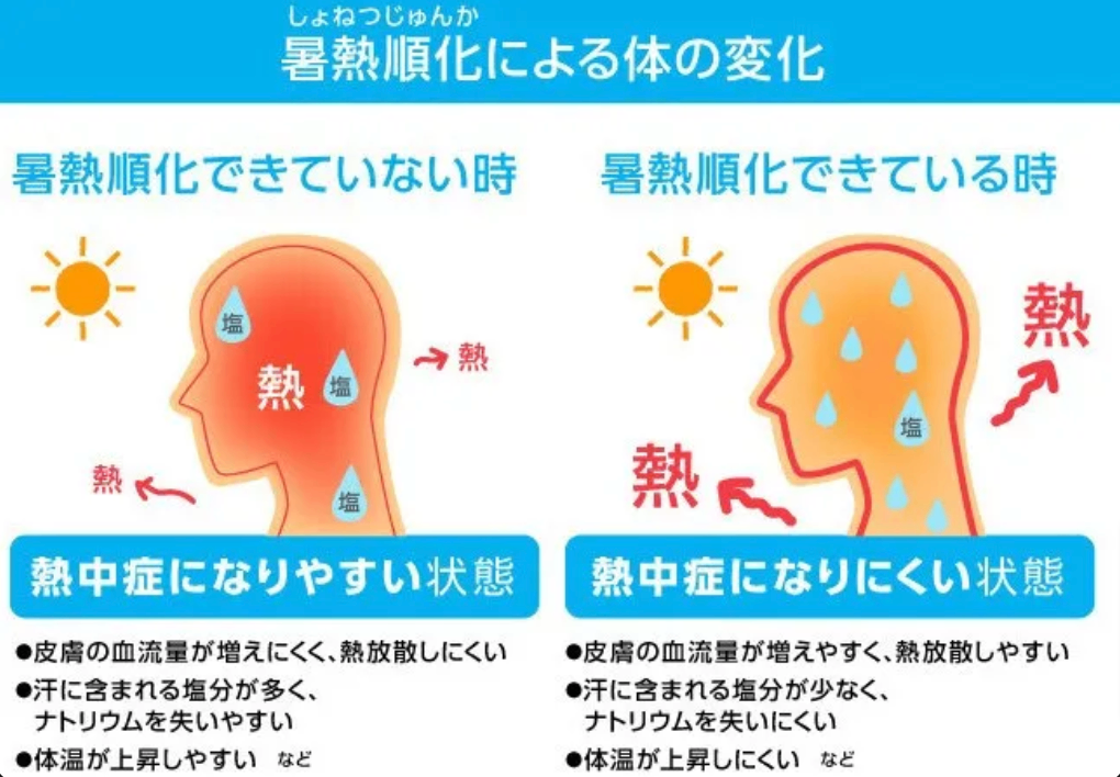暑熱順化について記事を書きたい。論文検索してもらえる？.png