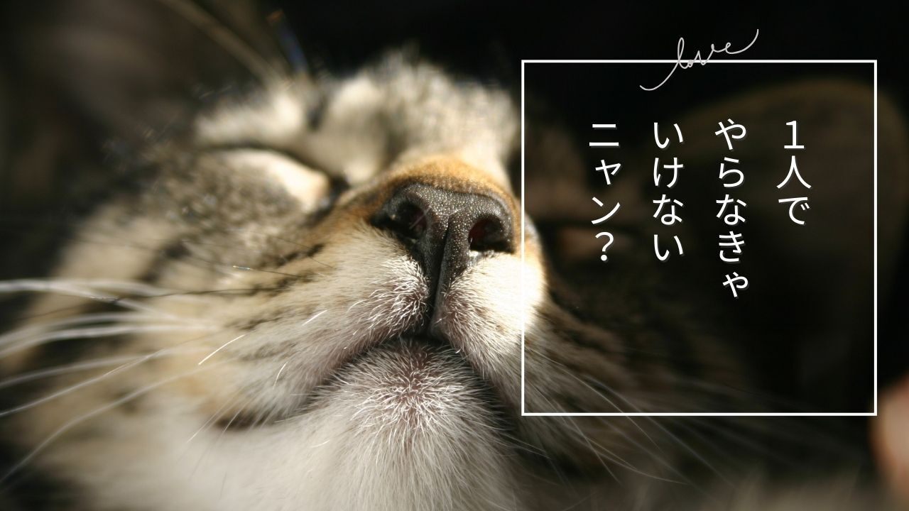 黄色 オレンジ  犬 紹介 YouTubeサムネイル.jpg