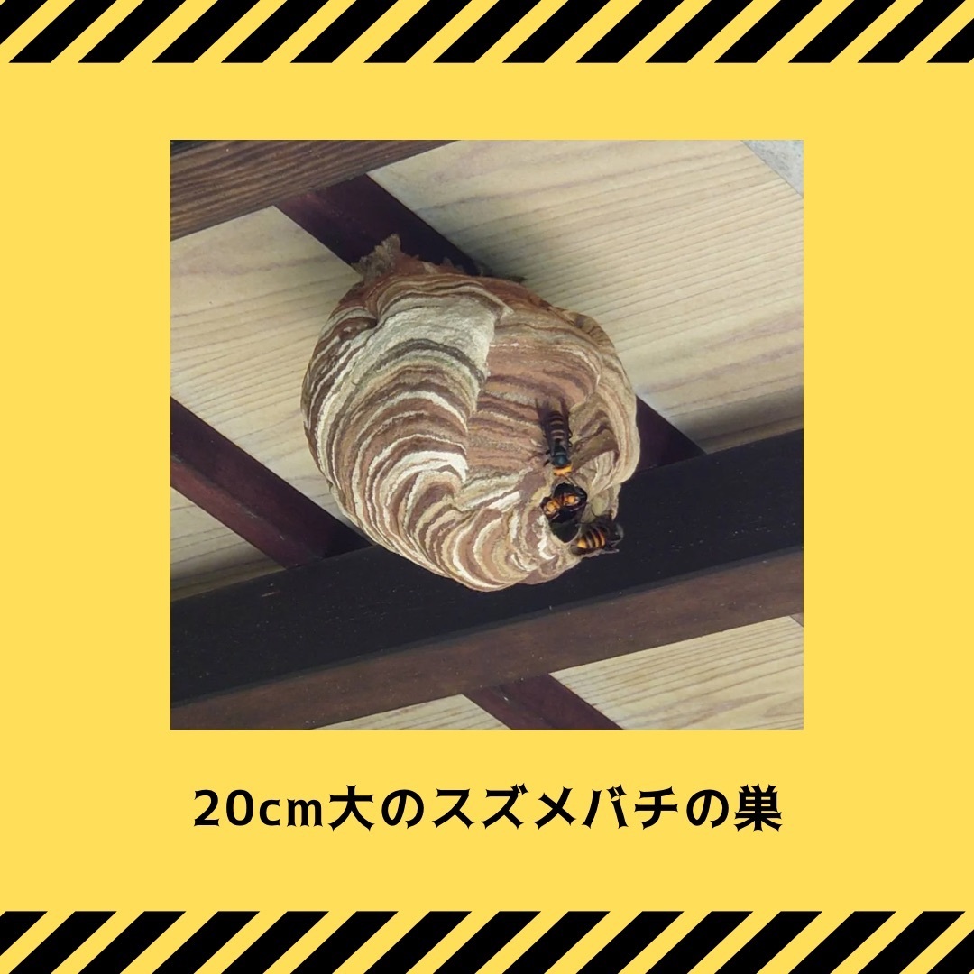 駆除事例 - 3.jpeg