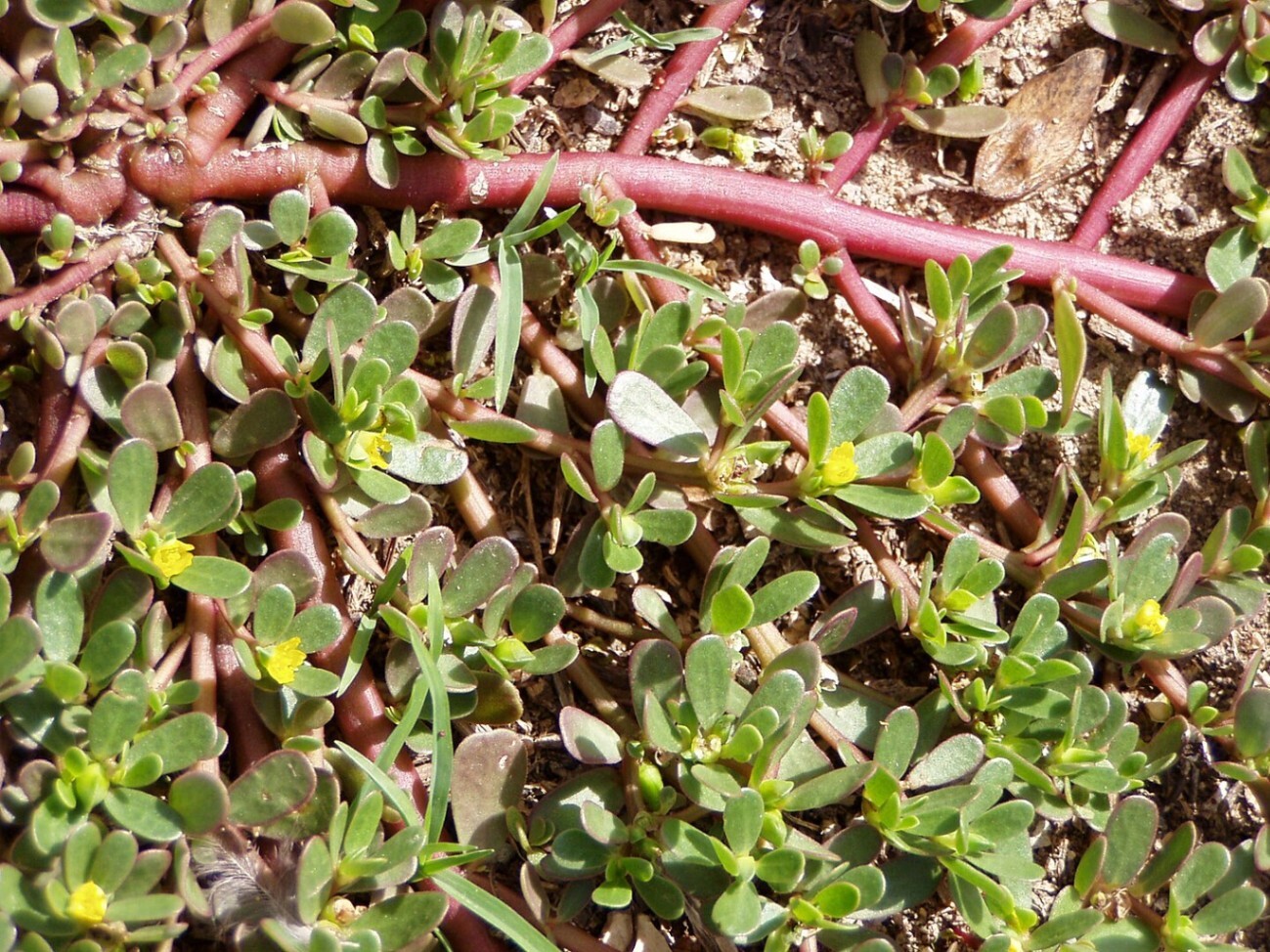 1440px-Portulaca_oleracea_stems.jpg