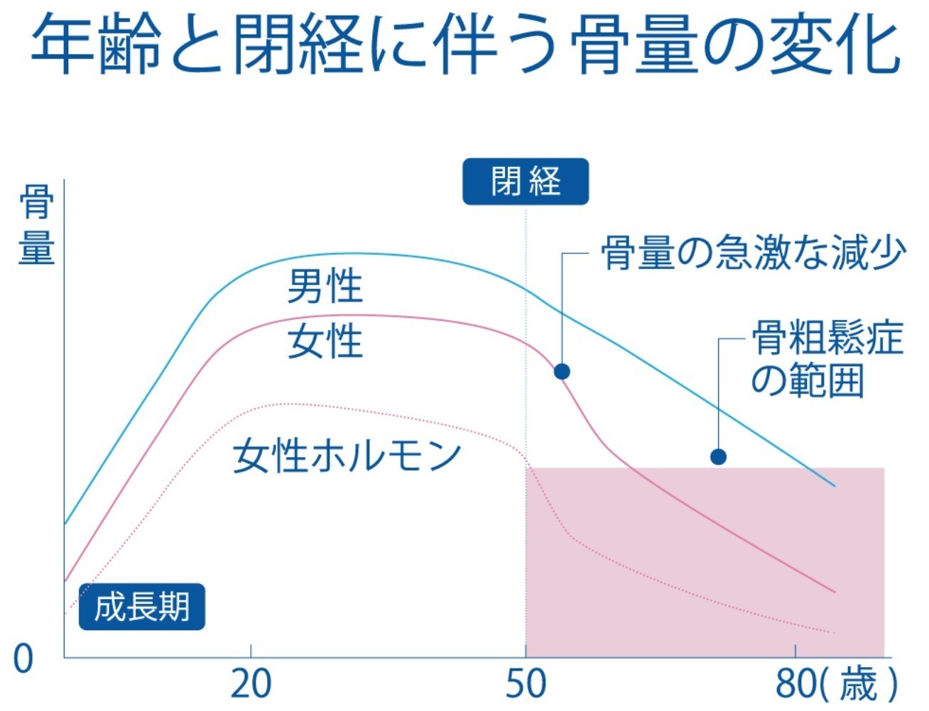 骨量の変化.jpg