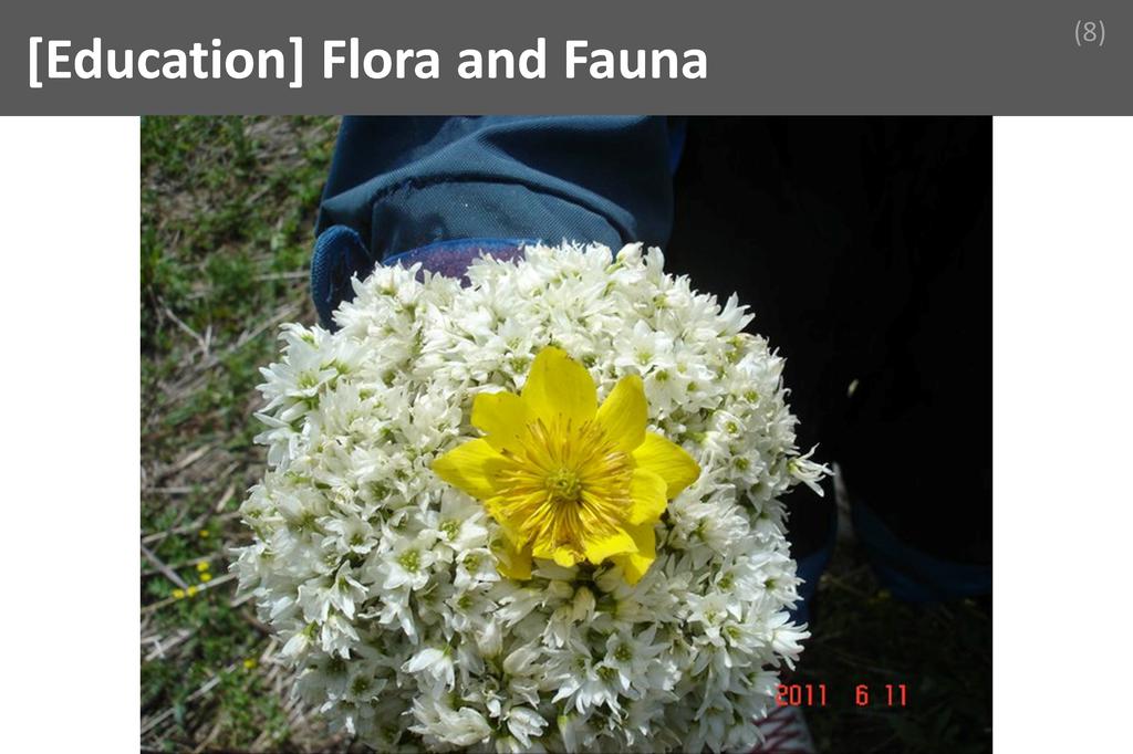 ### Flora and Fauna Image