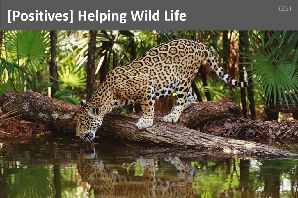 ### Helping Wild Life Image