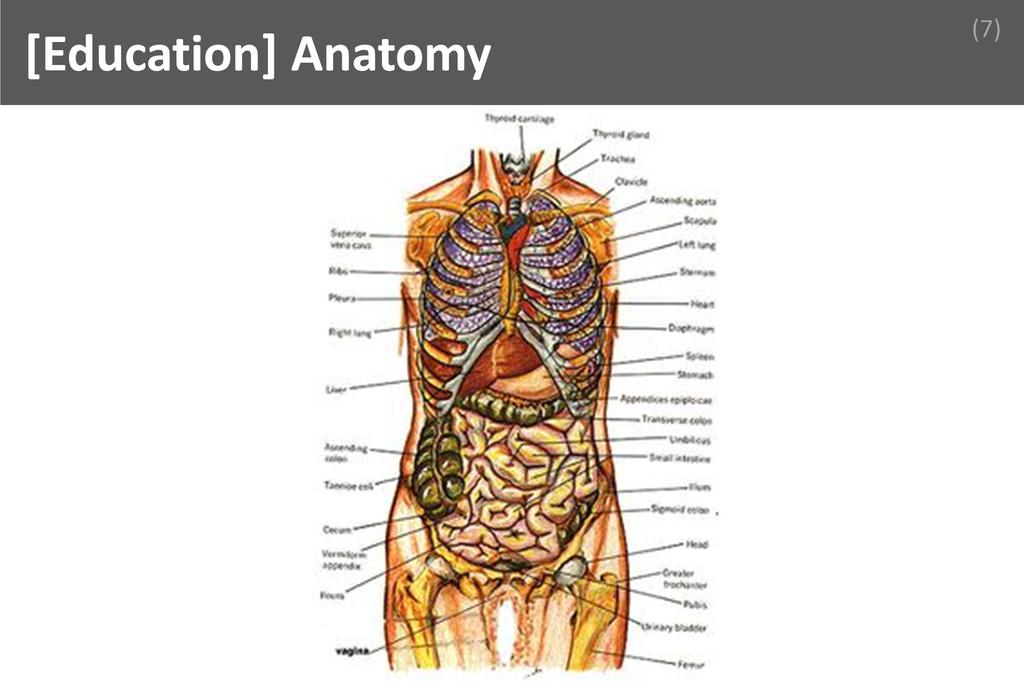 ### Anatomy Image