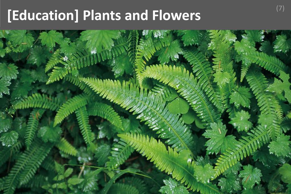 ### Plants and Flowers Image