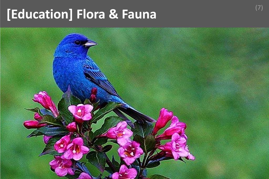 ### Flora & Fauna Image