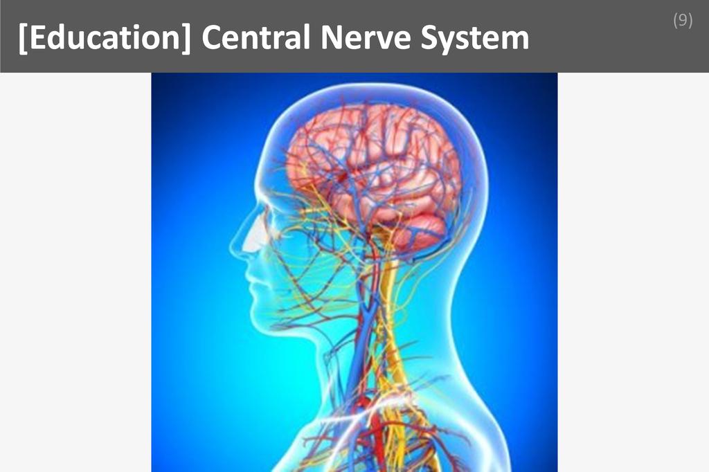 ### Central Nerve System Image