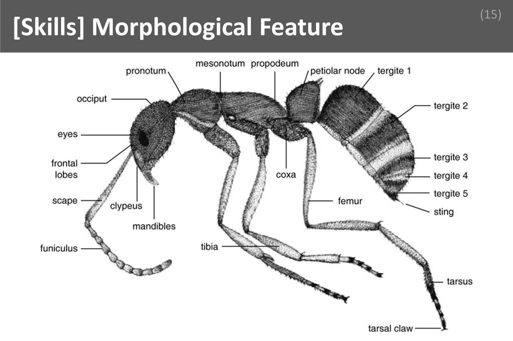 ### Morphological Feature Image