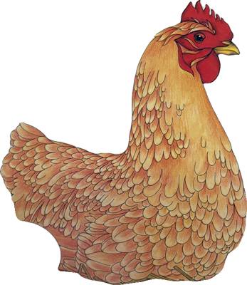 Chickens Aren't the Only Ones