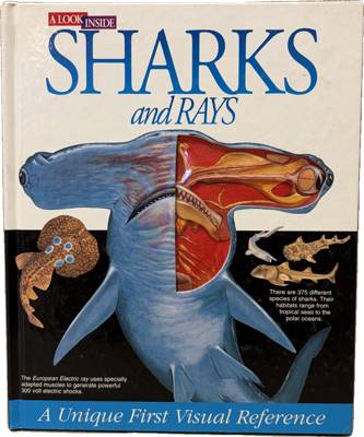 A Look Inside Sharks and Rays