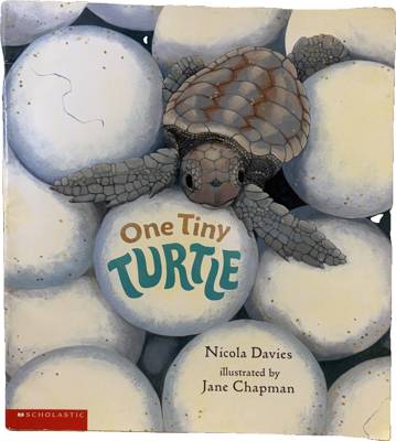 One Tiny Turtle