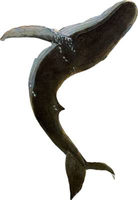 The Snail and the Whale