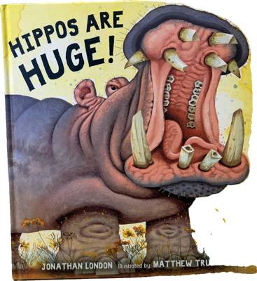 Hippos Are Huge!