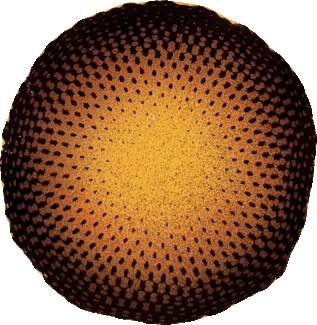 This Is the Sunflower