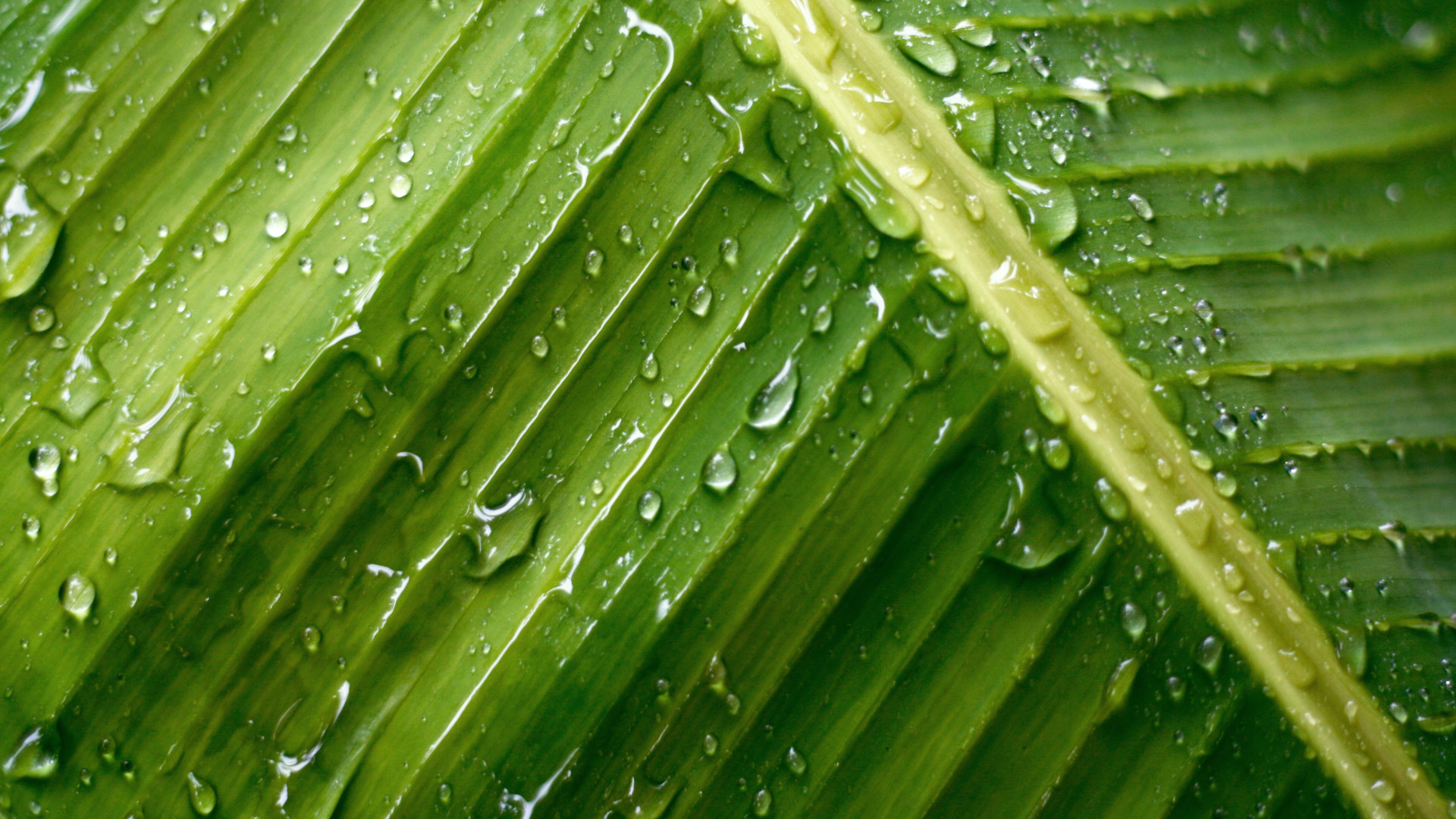 Raindrops @ Banana Leaf