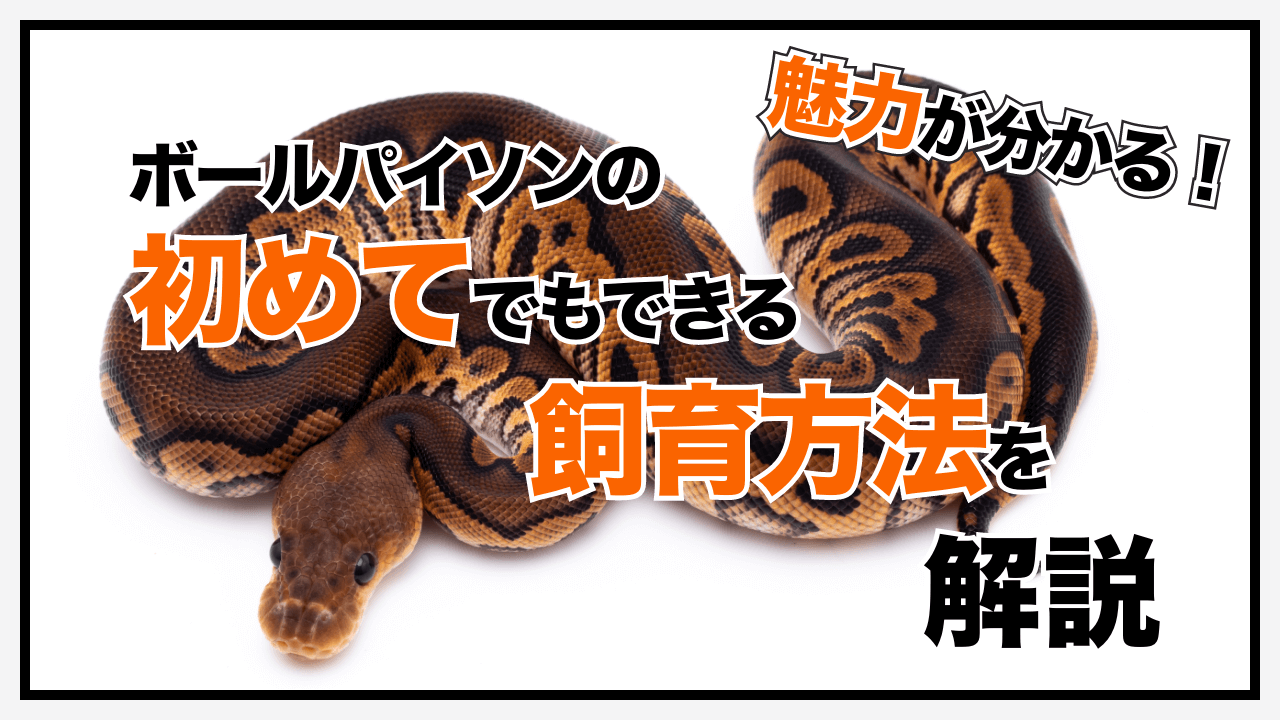 2個セット！ボールパイソン爬虫類飼育ケージ ケース 小さな恐竜のお家 