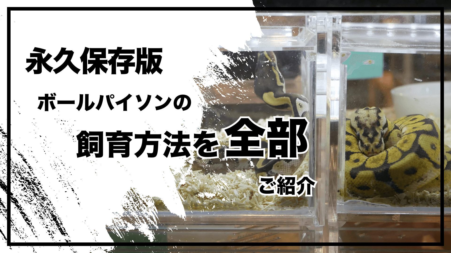 永久保存版】ボールパイソンの飼育方法を全部ご紹介 | Lil Balls