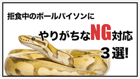 まさかのNG？拒食中のボールパイソンに、ついやりがちな対応３選