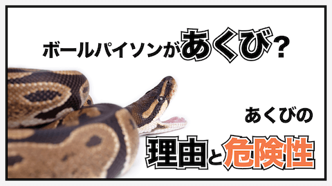 ボールパイソンがあくび？あくびの理由と危険性とは