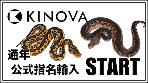 KINOVAの個体、通年指名輸入実施！