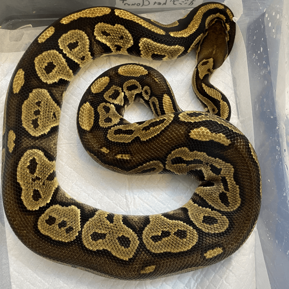 PERFECT BALLPYTHON パーフェクト・ボールパイソン 爬虫類 蛇 - 趣味 