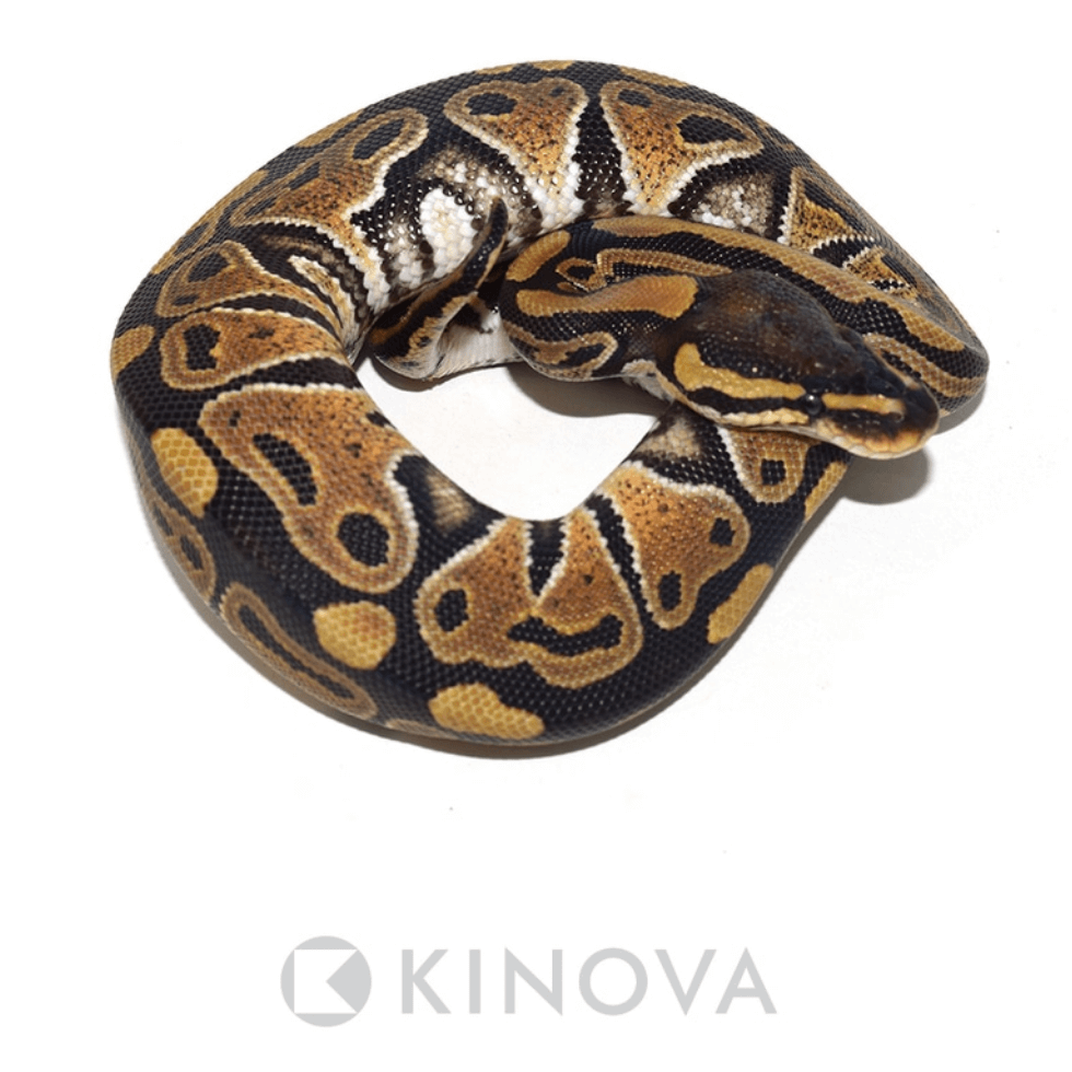 ボールパイソン 旧カレンダー Ball Python - 爬虫類