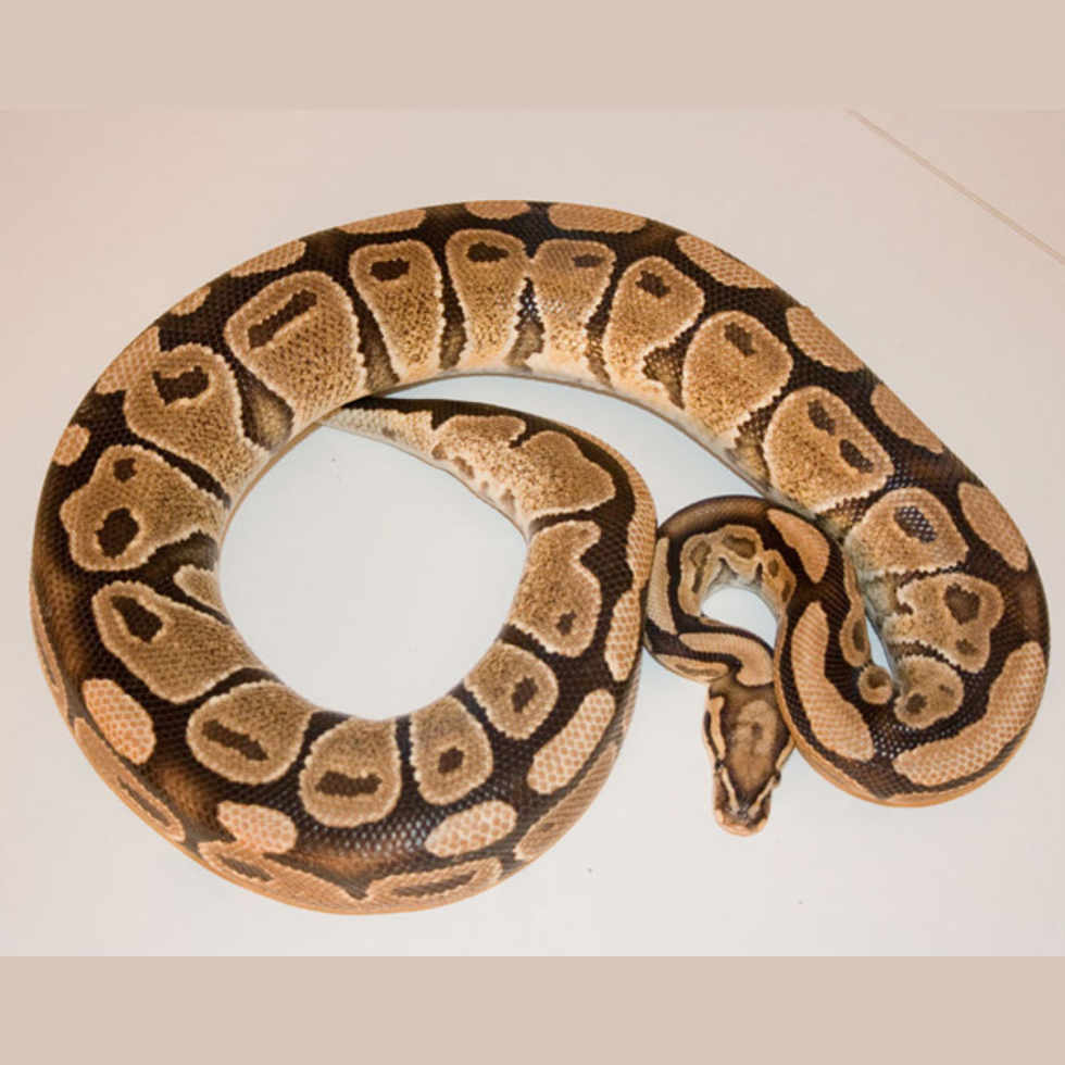 Ball Pythons ボールパイソン | pybli.com.my