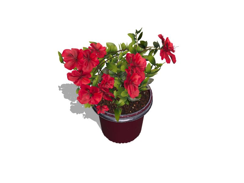 Azalea Standard Shrub Mini Tree Low Maintenance Evergreen Plant Baring Red  Spring Flowers 1 x or 2 x…See more Azalea Standard Shrub Mini Tree Low