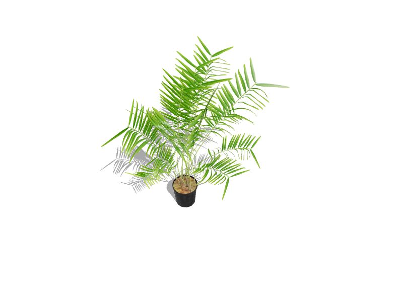 Are Majesty Palms Safe For Dogs