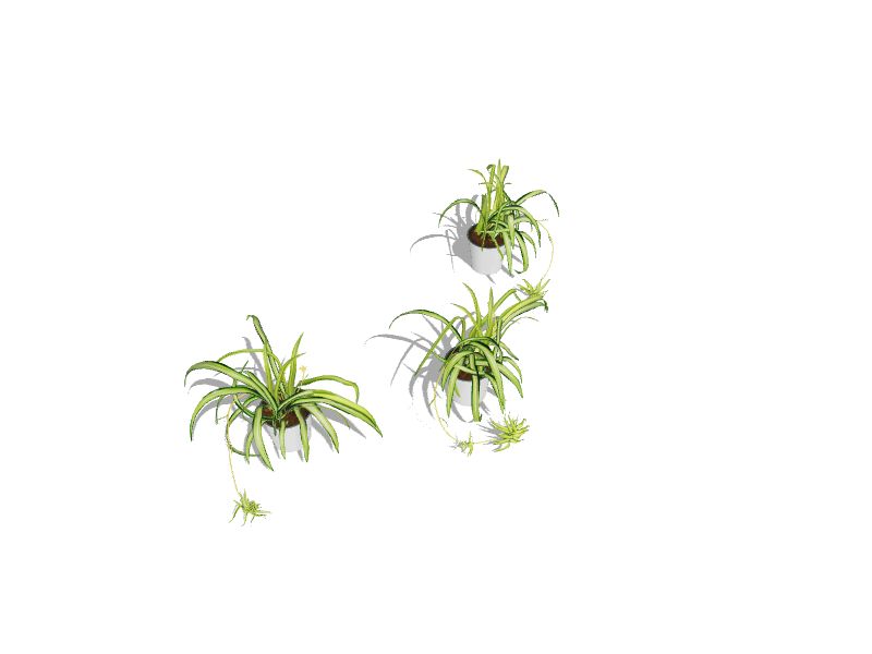 Spider Plant  The Tree Center™