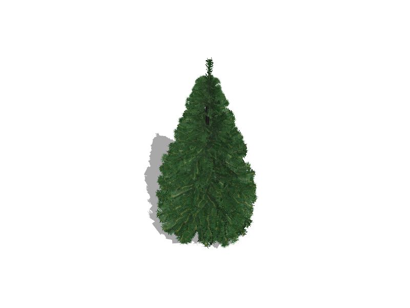 Nordmann Fir Real Christmas Tree in the Fresh Christmas Trees