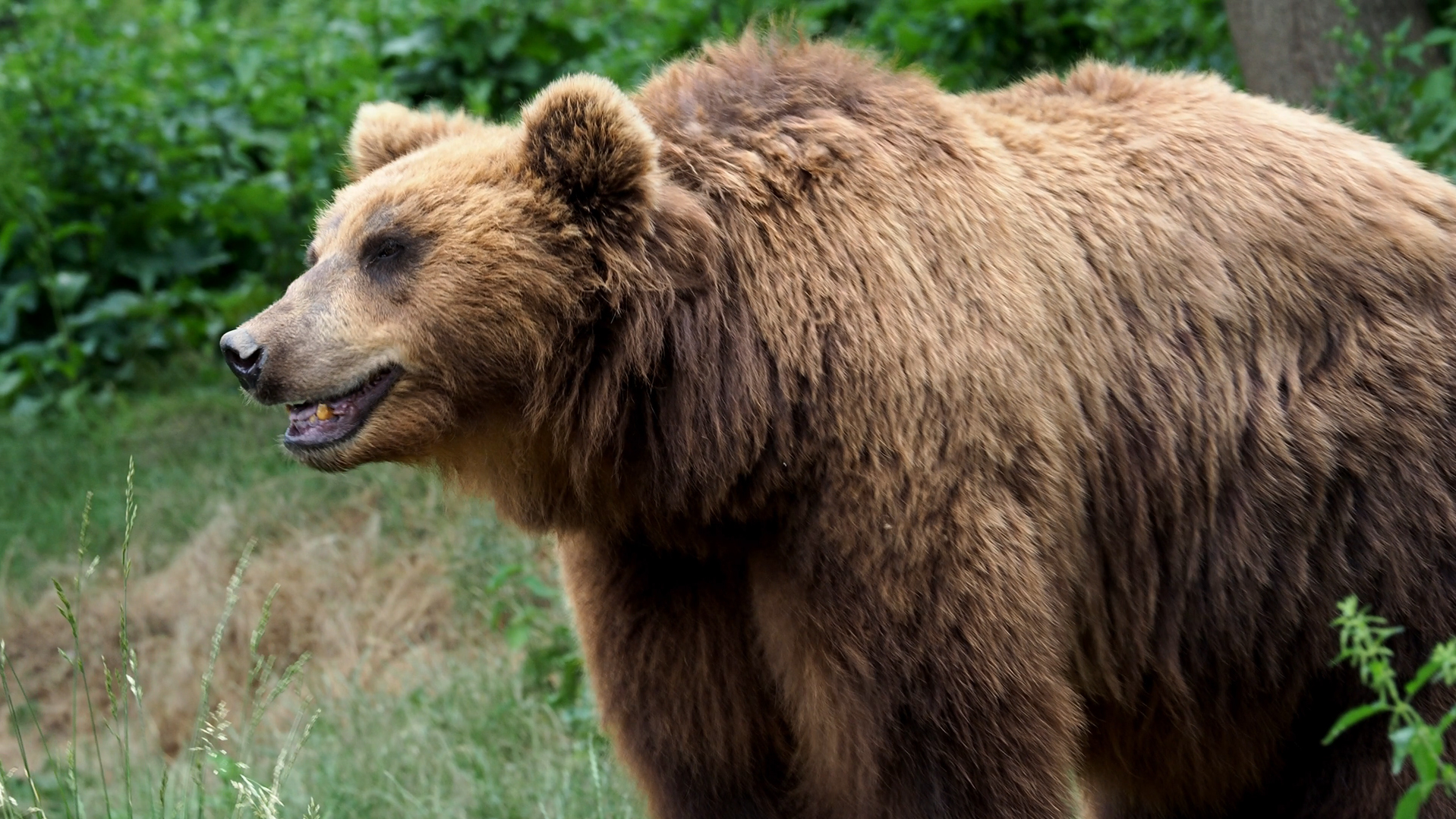 Bear