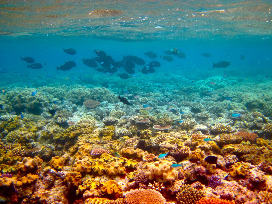 great barrier reef