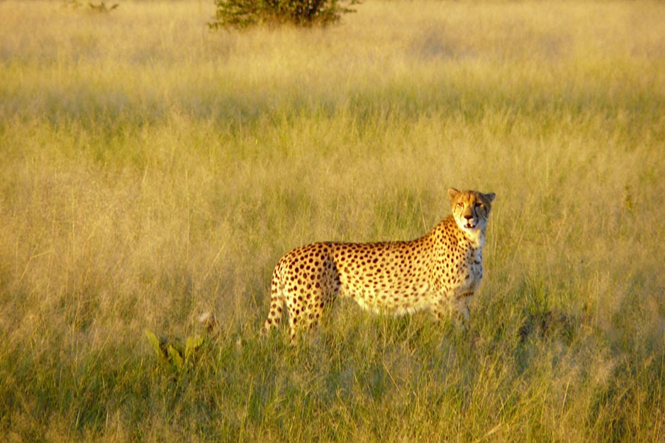 botswana