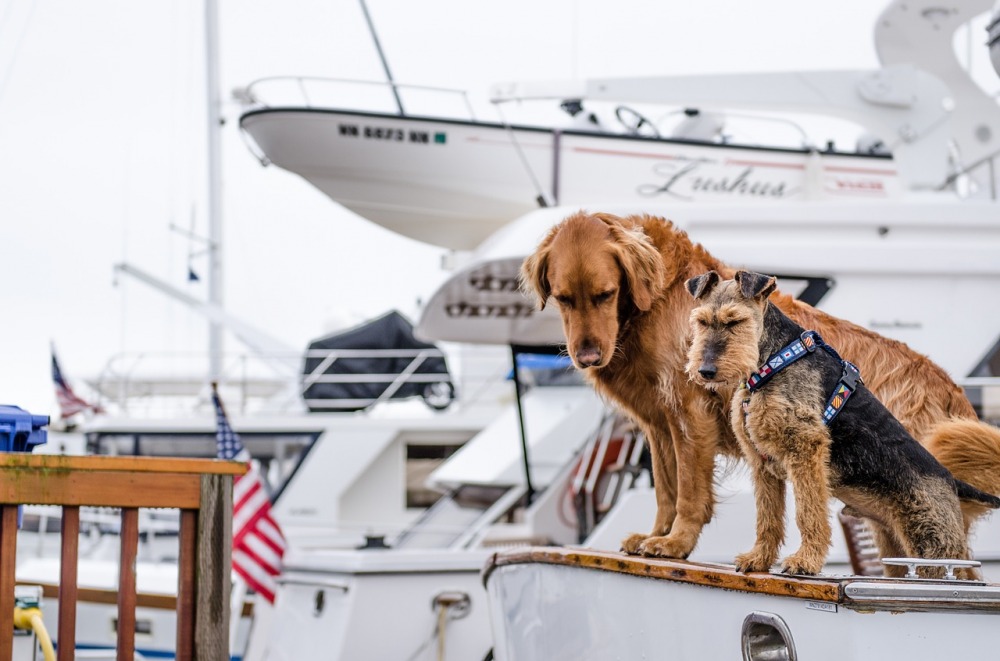 travelling with your pets