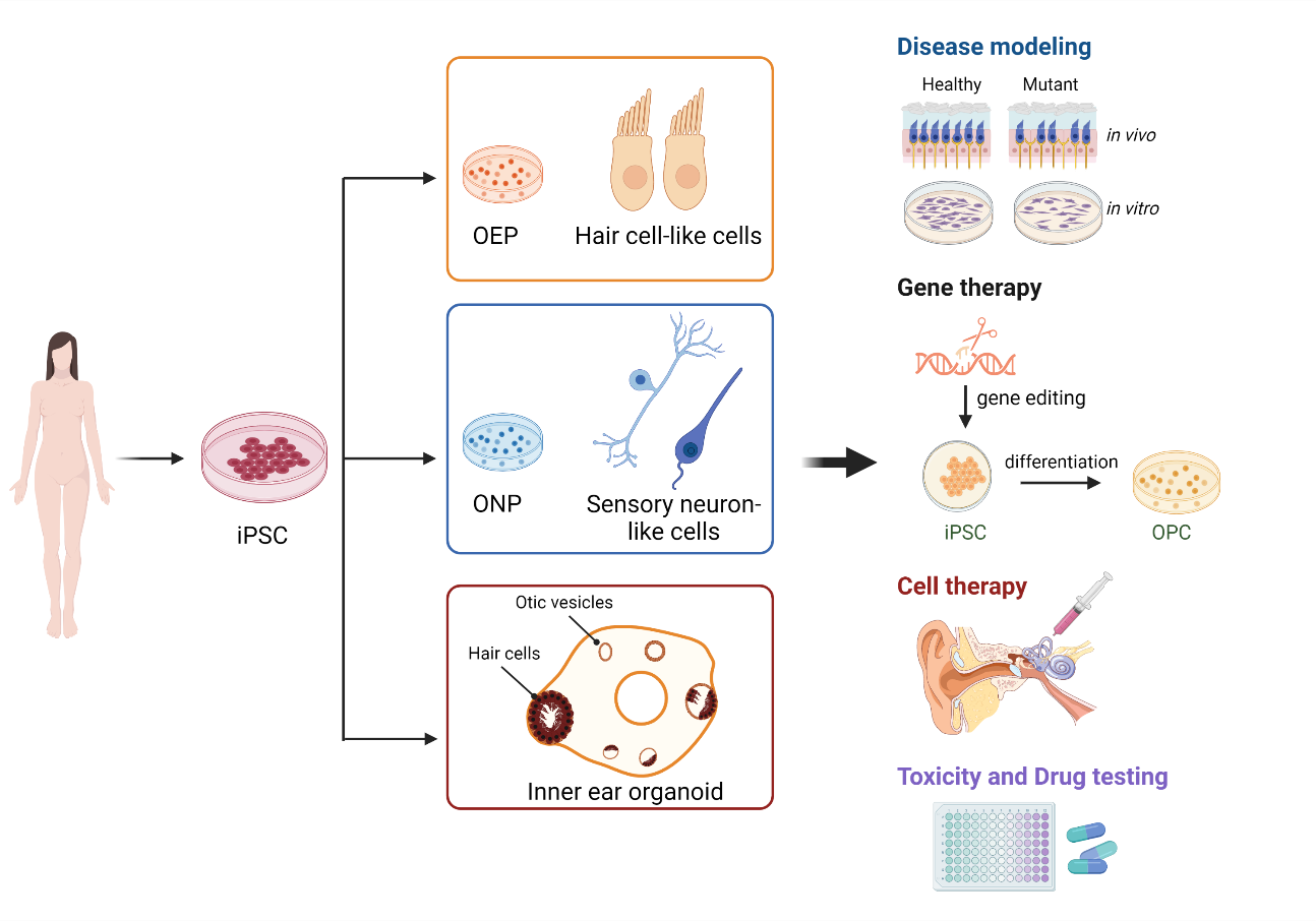 Meniere’s Disease Neuroscience Group