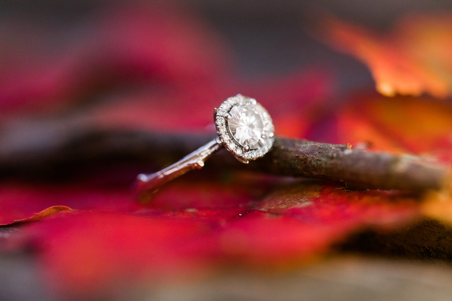 Engagement photo Allaire Park 