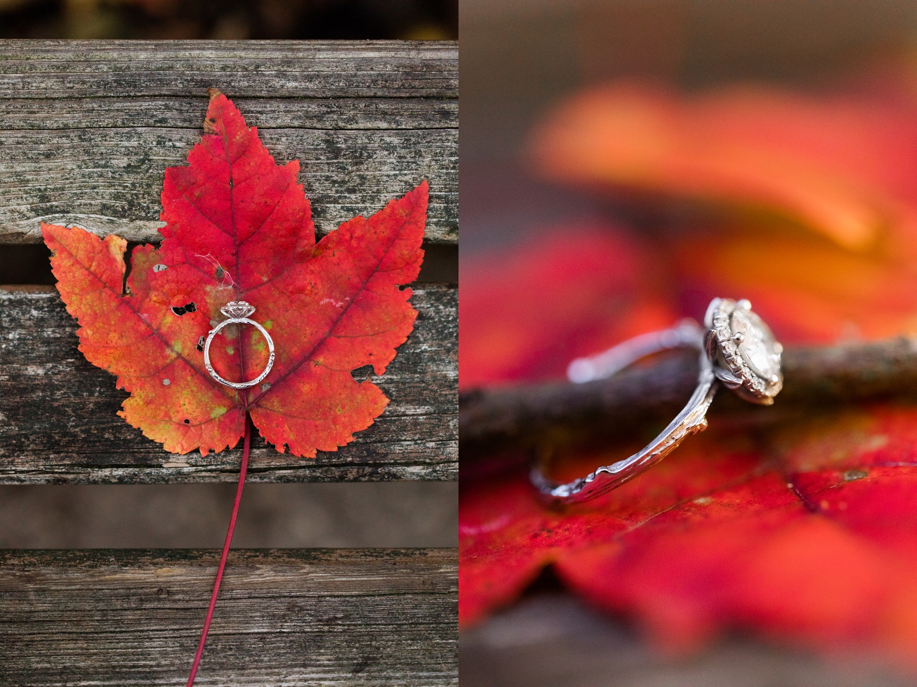 Engagement photo Allaire Park 