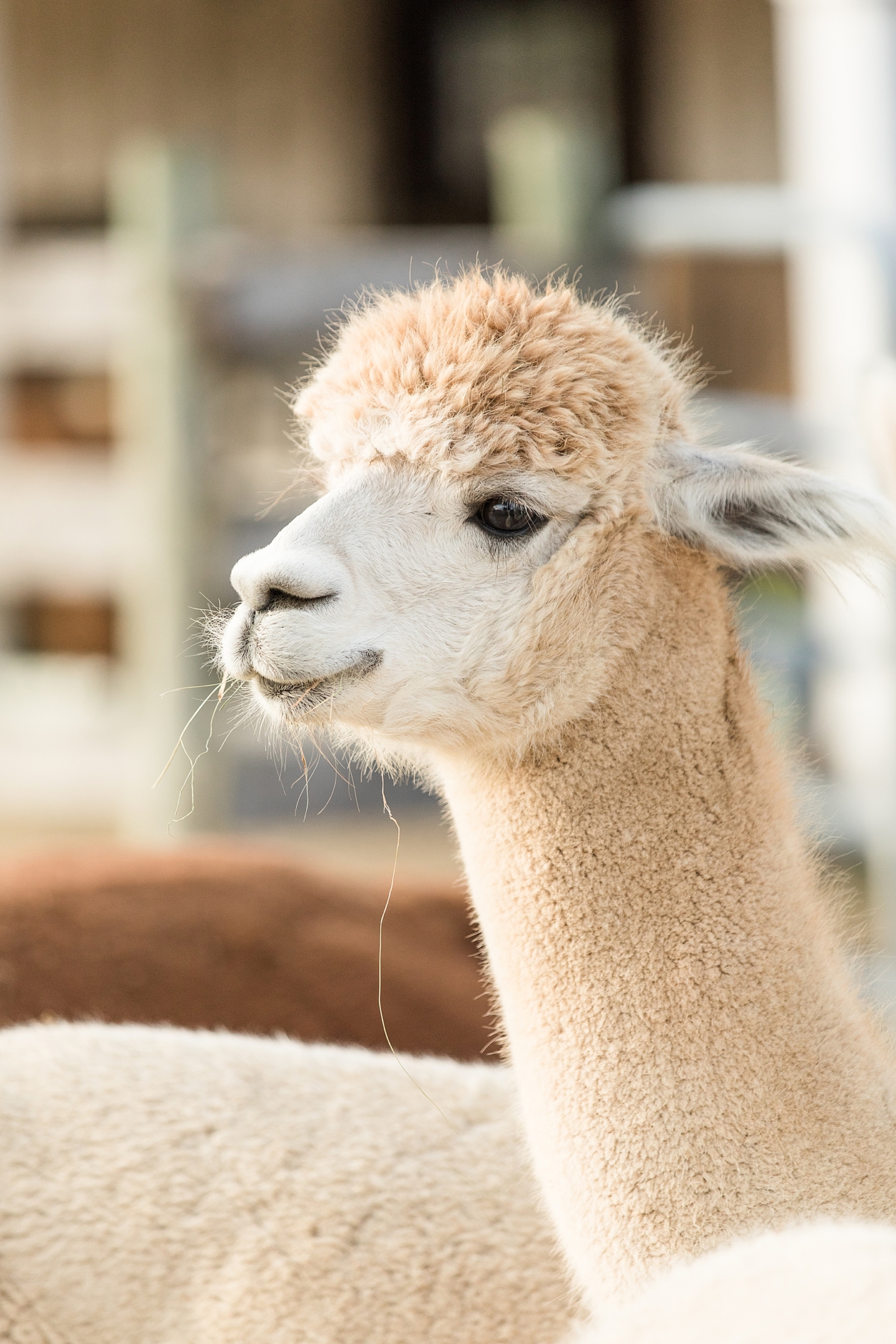 Alpaca Farm Engagement Session