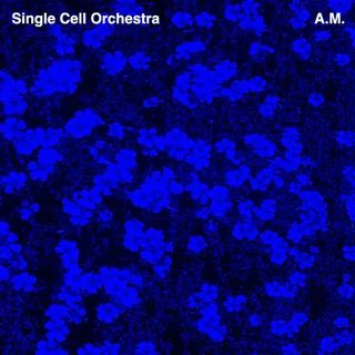 Single Cell Orchestra