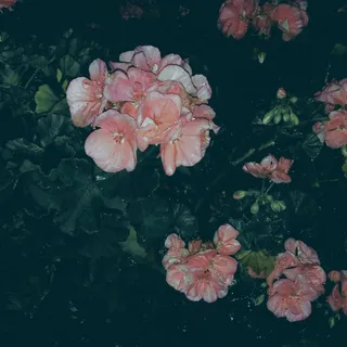 Snoux