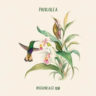 Pangolea - Botanicast 09