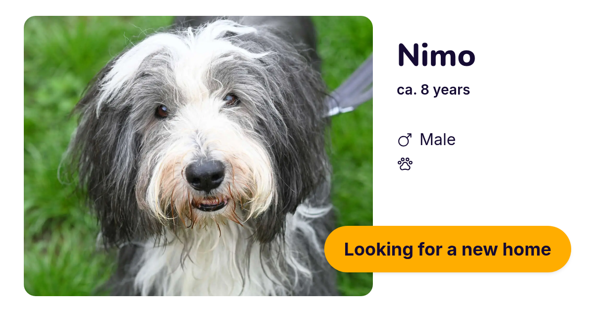 Nimo Already adopted 🎉 | Gray Male – Tierheim Berlin | Adopt Dogs ...