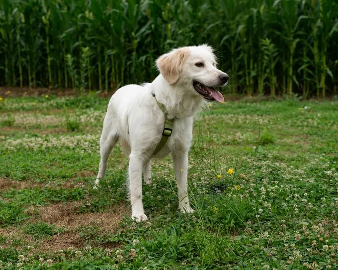 Yuko - golden-retriever zur Adoption