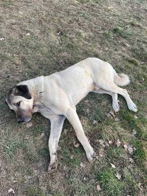 Dog from shelter, Moritz | Kangal Kaukasier Male