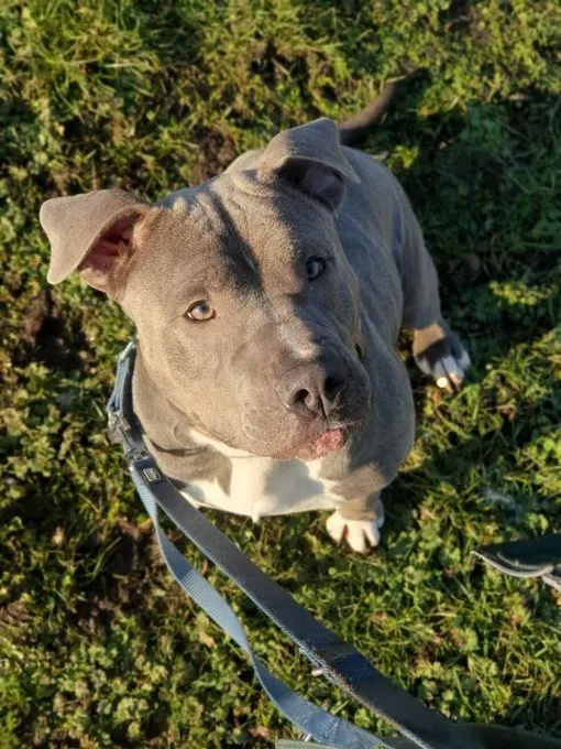 Dog from shelter, Maya | Staffordshire Terrier Mix Female